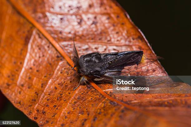 Clearwing Tussock Moth On Dried Leaf Stock Photo - Download Image Now - Animal, Animal Abdomen, Animal Antenna