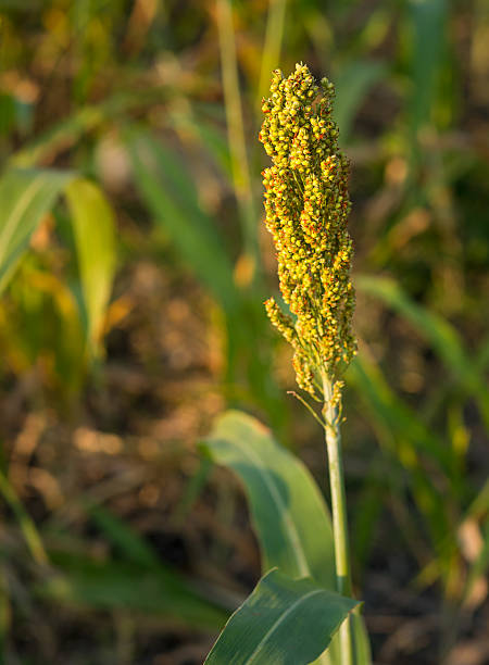 istock Selective soft focus of Sorghum crop 522127648
