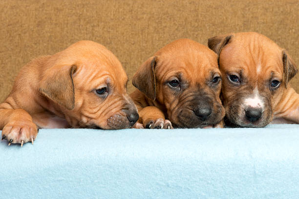 istock Cute amstaff puppy 522128072