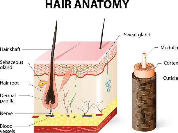 Vector illustration of Diagram of a hair follicle in a cross section of skin layers