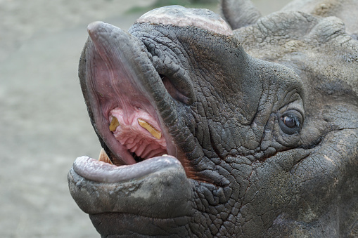 Adult male Indian rhinoceros close-up head with removed single horn is opening its mouth baring teeth