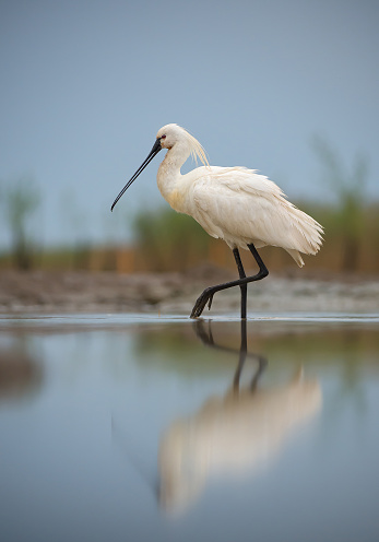 White spoonbill in the water, clean background, Hungary, Europe