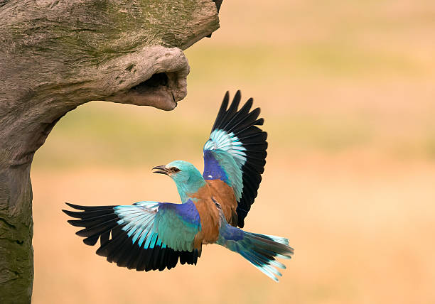 European roller in flight European roller in flight to his nest, clean yellow background, Hungary, Europe lilac breasted roller stock pictures, royalty-free photos & images