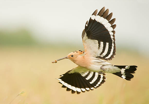 istock Eurasian hoopoe in flight, 522129564
