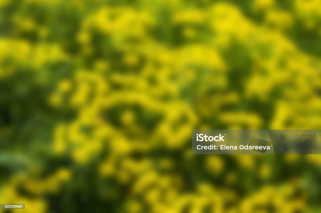 Background of blur yellow flowers Background texture  of blur yellow flowerson green Abstract Stock Photo