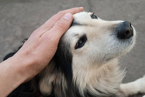 istock Man stroking the dog head close up. 522130242
