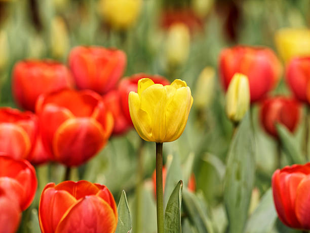 istock Spring flowers series, colorful tulip. 522130256