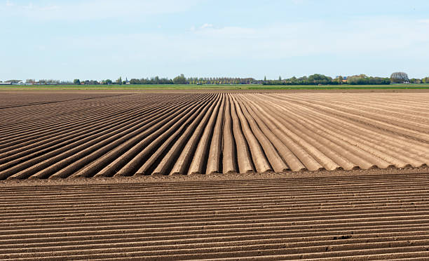 istock Rows of soil in a Dutch landscape 522130421