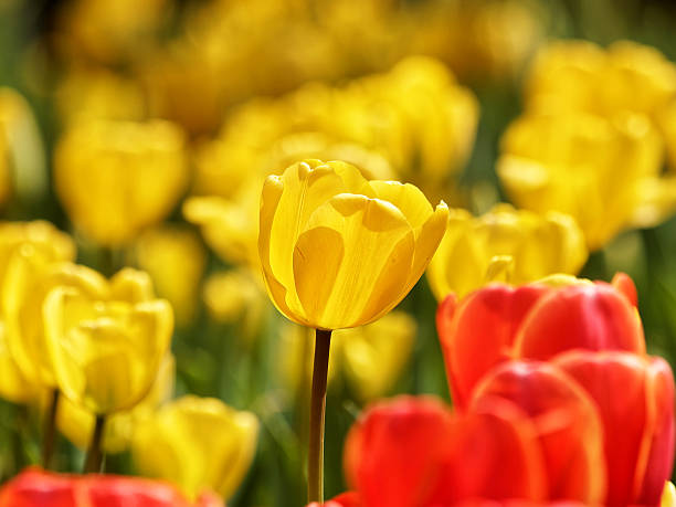 istock Spring flowers series, colorful tulip. 522130654