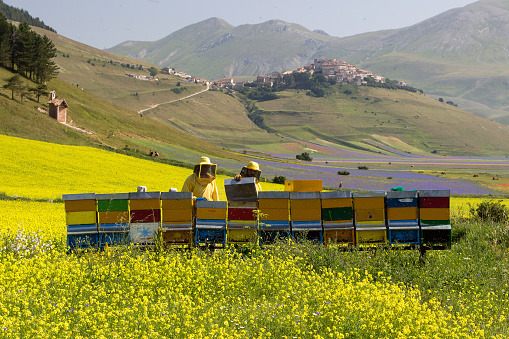 Castelluccio, Italy - July 8, 2015: Two apiarists with full equipment checking the hives in apiary  on the blossoming rapeseed field in the summertime, Beatifull yellow flowering blossoming field in Castelluccio, region Norcia in Italy.