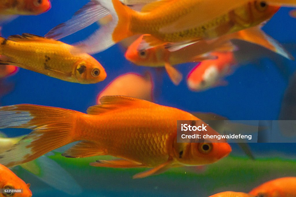 More Fish Small Small Fish Stock Photo - Download Image Now - Animal, Animal Scale ...