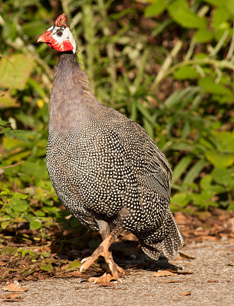 istock Helmeted Guineafowl walking 522131711