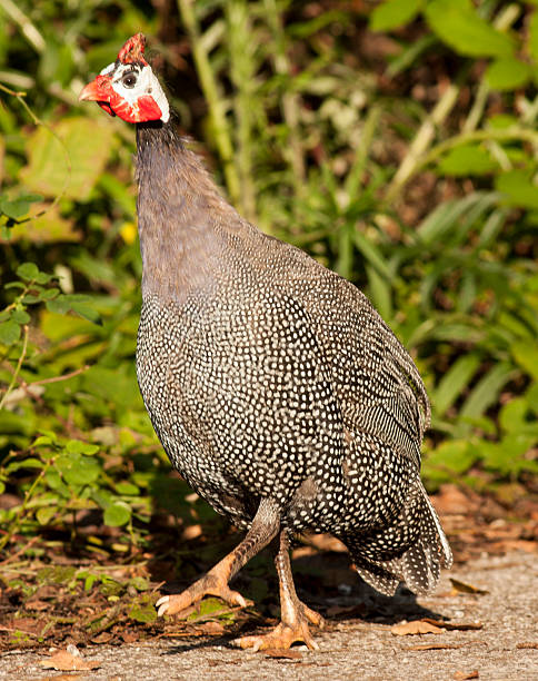istock Helmeted Guineafowl 522131725