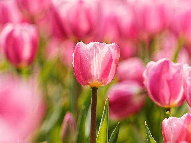 istock Spring flowers series, colorful tulip. 522131854