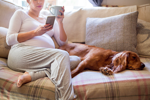 A pregnant woman is sat at home relaxing, She is drinking a cup of tea and looking at her phone, a little dog is cuddled up beside her.