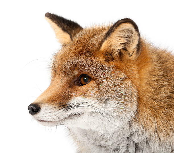 istock Old Red fox, Vulpes vulpes, 15 years old, 522132478