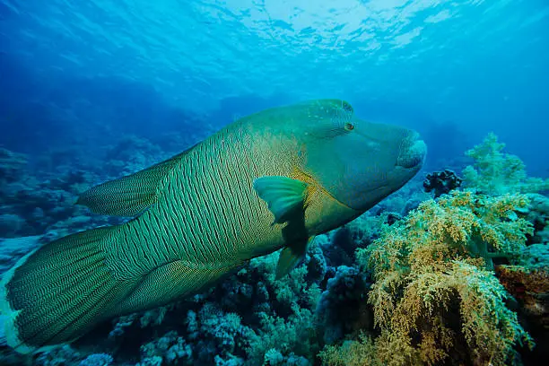 Underwater  sea life - coral reef. Napoleonfish ( Cheilinus undulatus, Humphead wrasse )  fish,  deep in tropical sea. 