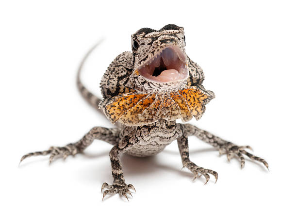 istock Frill-necked lizard also known as the frilled lizard, Chlamydosaurus kingii, 522133528