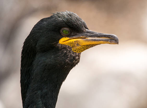 istock Shags at the Farne Islands, 522133648