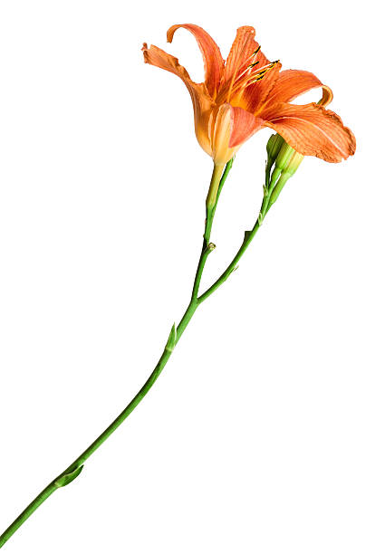 istock flowers lily isolated on white background 522133793
