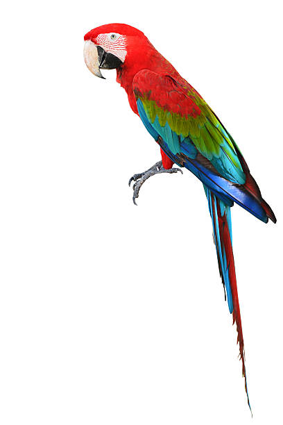 istock Colorful Red-and-green Macaw bird 522133943