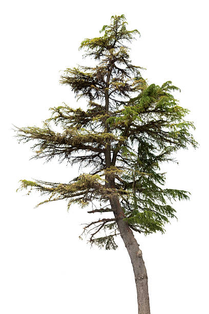 istock old high dark isolated fir 522134031