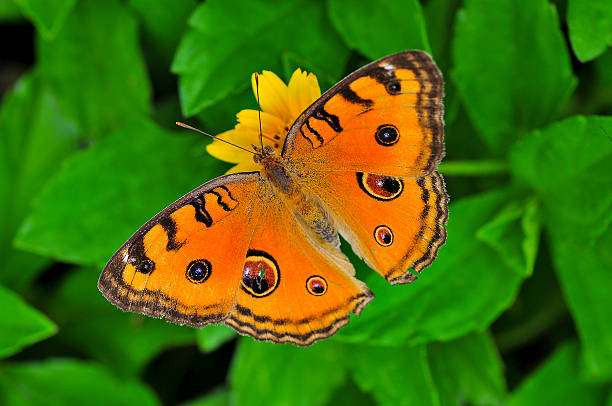 istock Beautiful Butterfly on yellow flower 522134534
