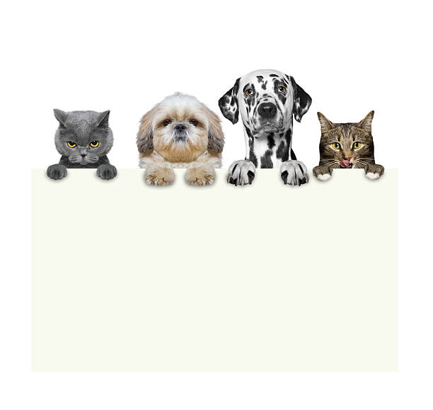 istock dogs and cats holding a frame in their paws 522134752