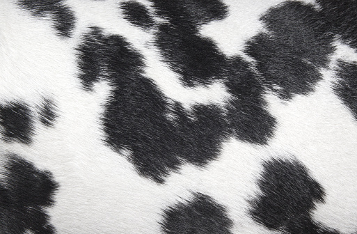 dalmatian spotted pattern black and white texture