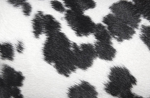 dalmatian spotted pattern black and white texture stock photo