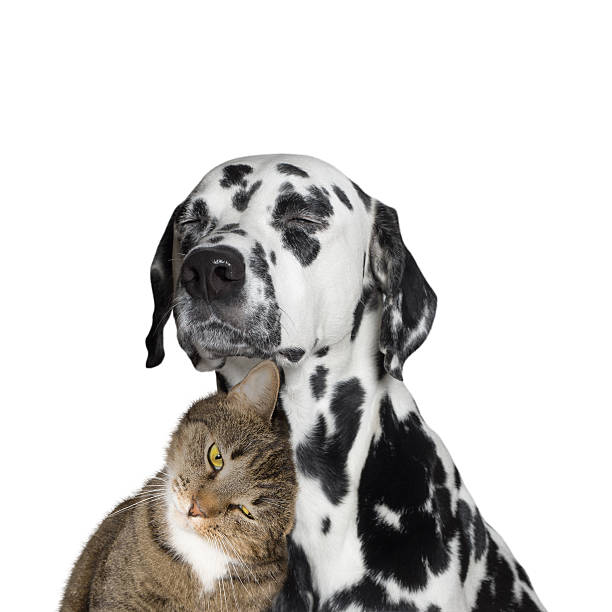 istock close friendship between a cat and a dog 522135528