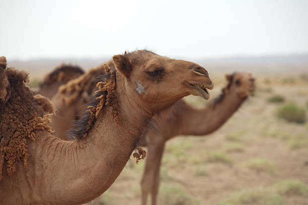 istock Camel at Maranjab Desert, Iran 522136116