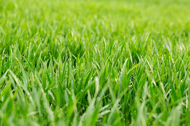 istock Close up of fresh thick grass with water drops 522136180