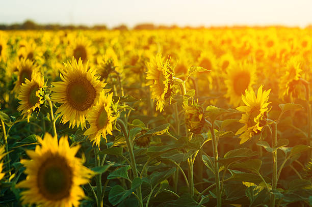 istock field of blooming sunflowers on a background sunset 522136784