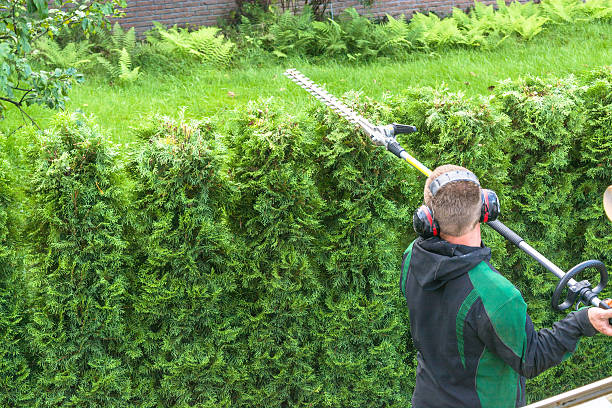 Hedge cutting petrol hedge trimmer. stock photo