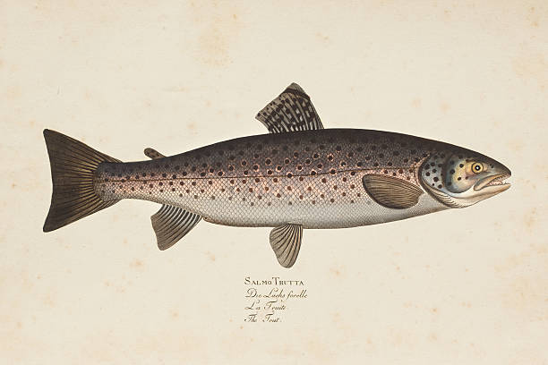 illustrazioni stock, clip art, cartoni animati e icone di tendenza di incisione marrone trota pesce da 1785 - trout