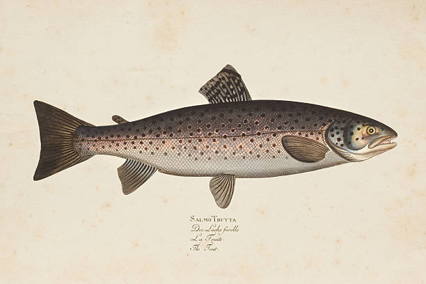 Engraving brown trout fish from 1785 The brown trout (Salmo trutta) is a European species of salmonid fish. freshwater illustrations stock illustrations