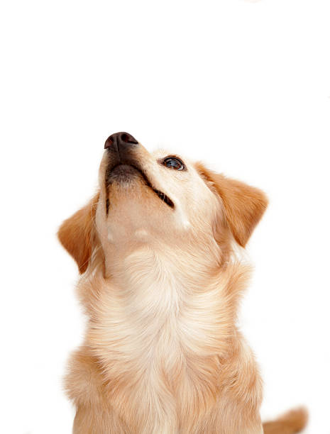 istock Beige dog looking upwards, isolated on pure white 522139002