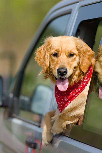 Golden Retriever Looking Out Of Car Window stock photo