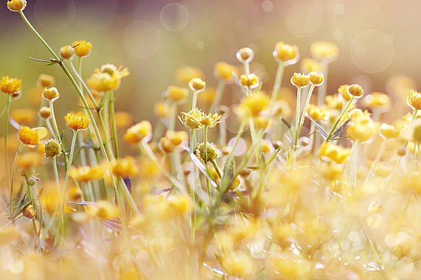 istock Background with yellow flowers of a buttercup 522140988