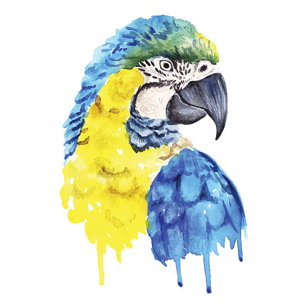 ilustrações, clipart, desenhos animados e ícones de papagaio retrato em aquarela - vibrant color birds wild animals animals and pets