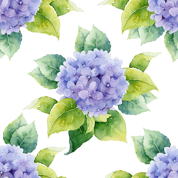 illustrations, cliparts, dessins animés et icônes de motif floral de sans couture décorée d "hortensias - hortense