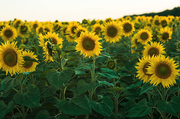 istock field of blooming sunflowers on a background sunset 522143612