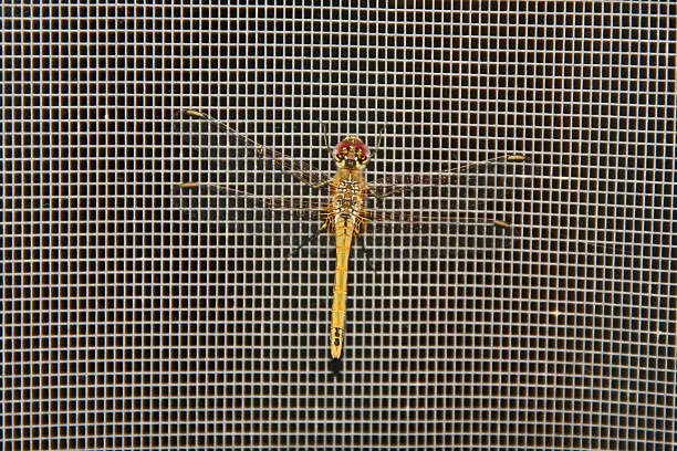 Photo of dragonfly - red-veined darter on netting sympetrum fonscolombii or fonscolumbei