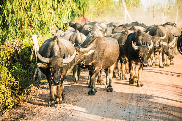 istock Thai Buffalo, Life' Machine of Farmer. 522145510