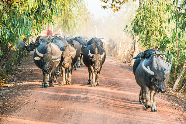 istock Thai Buffalo, Life' Machine of Farmer. 522145636