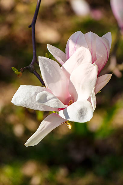 istock magnolia flowers on a blurry background 522145698