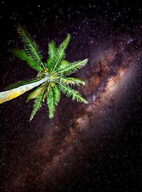 Single palm tree with stars stock photo