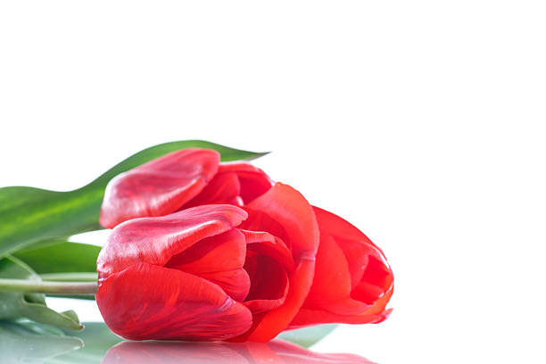 istock Beautiful bouquet of red  tulips 522146276