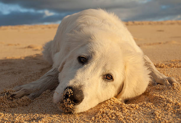 Dog face sulk close up stock photo